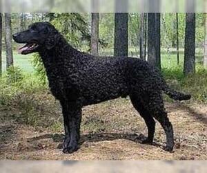 Small #5 Breed Curly Coated Retriever image