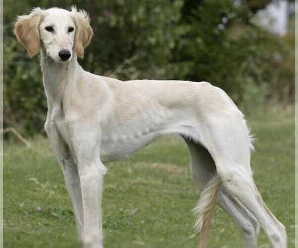 Medium Photo #1 Caravan Hound Dog Breed