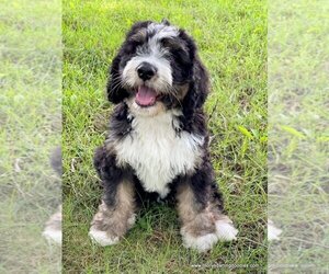 Small Photo #1 Golden Mountain Doodle  Dog Breed