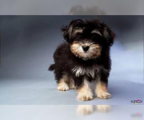 Medium Photo #13 Havanese Dog Breed