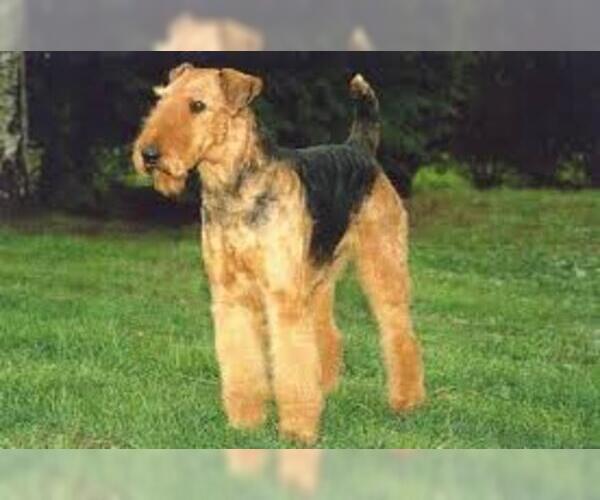 Medium Photo #2 Airedale Terrier Dog Breed