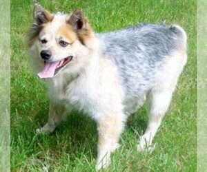 Image of Australian Eskimo breed