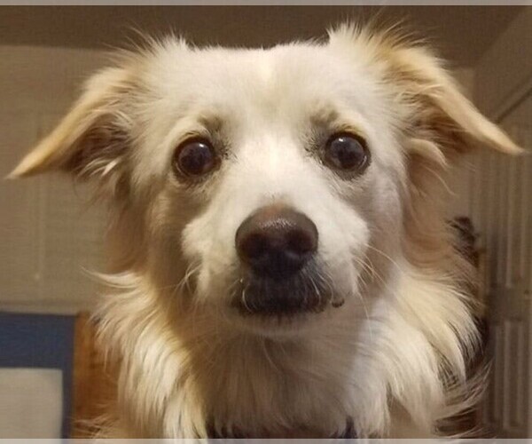 Medium Photo #1 Eskimo Dachshund Dog Breed