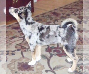 Samll image of Shiba Aussie