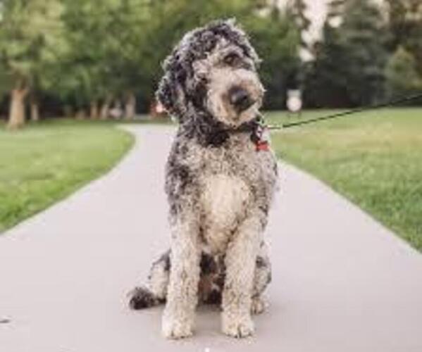 Medium Photo #1 Poodle Leopard Dog Dog Breed
