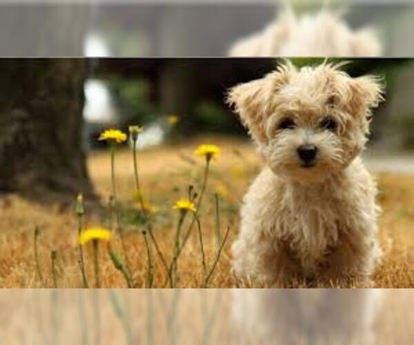Medium Photo #3 Norfolk Terrier Dog Breed