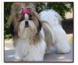 Small Photo #1 Affen Tzu Dog Breed