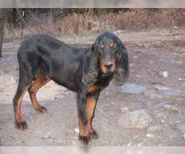 Medium Photo #4 Black and Tan Coonhound Dog Breed