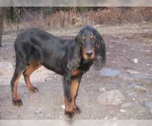 Small #3 Breed Black and Tan Coonhound image