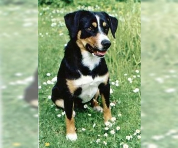 Medium Photo #1 Austrian Pinscher (Austrian Shorthaired Pinscher) Dog Breed