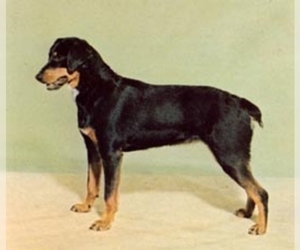 Image of Sm'land Hound breed