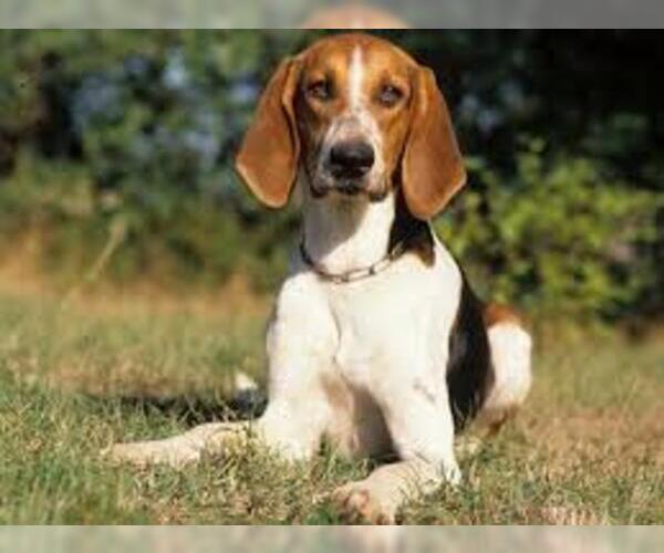 Medium Photo #3 Beagle Dog Breed