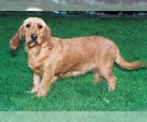 Image of Fawn Brittany Basset breed