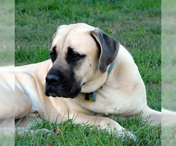 Medium Photo #4 American Mastiff Dog Breed