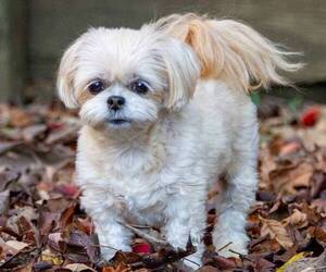 ShihPoo puppies for sale and ShihPoo dogs for adoption