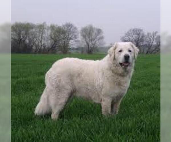 Medium Photo #7 Kuvasz Dog Breed