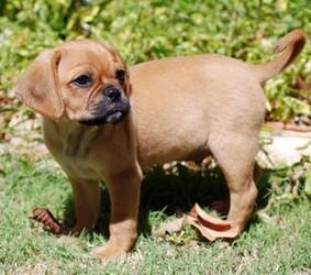 Image of Pugalier breed