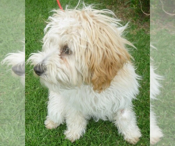 Medium Photo #1 Hava-Wheat Dog Breed