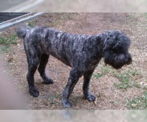 Medium Photo #2 Bouvier Des Flandres Dog Breed