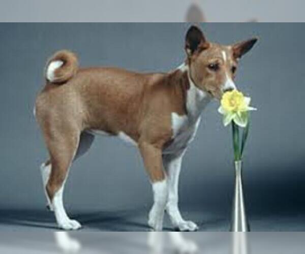 Medium Photo #2 Basenji Dog Breed