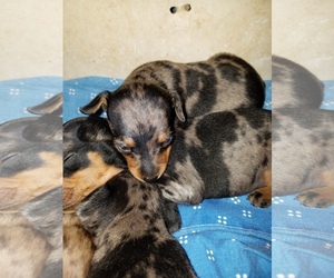 Small #1 Breed Harlequin Pinscher image
