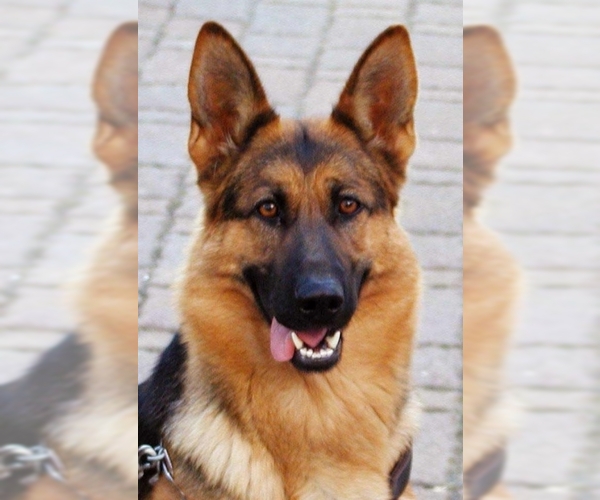 German Shepherd Dog