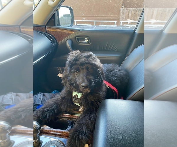 Medium Photo #8 Newfypoo Dog Breed