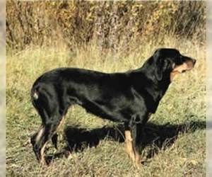 Image of Lithuanian Hound breed