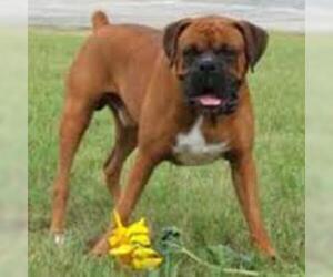Small #6 Breed Boxer image