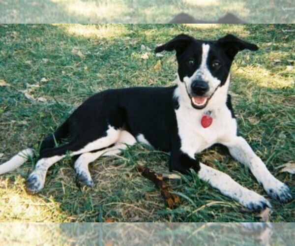 Medium Photo #1 Border Point Dog Breed