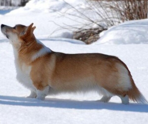 Medium Photo #1 Whippet Corgi Dog Breed