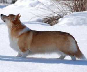 Samll image of Whippet Corgi