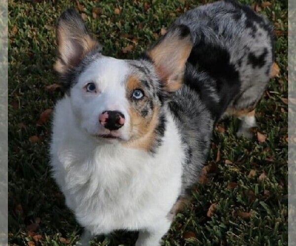 Medium Photo #1 Augi Dog Breed