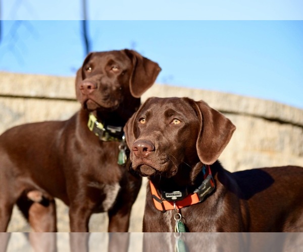 German Shorthaired Lab