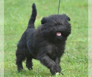 Affenchon puppies for sale and Affenchon dogs for adoption