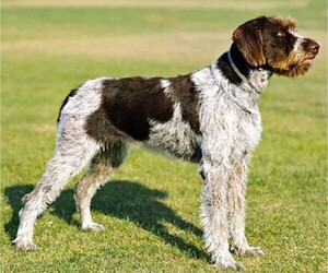 Image of Wirehaired Pointing Poodle breed