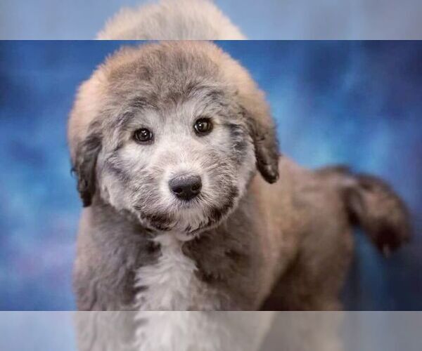 Medium Photo #1 Malamoodle Dog Breed