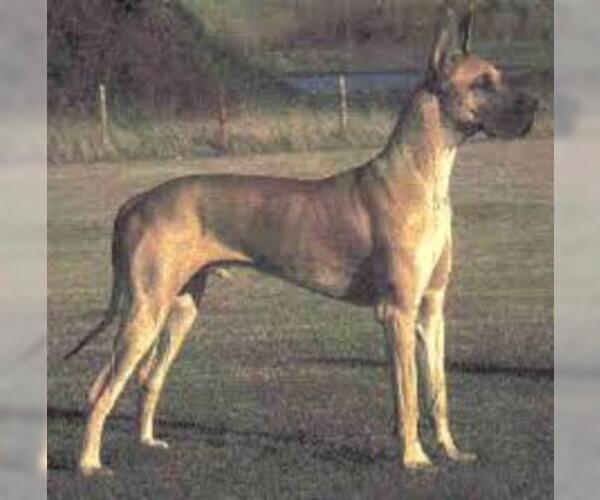 Medium Photo #3 Great Dane Dog Breed