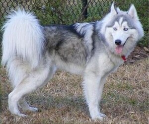 Image of Huskimo breed