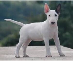 Small #2 Breed Miniature Bull Terrier image