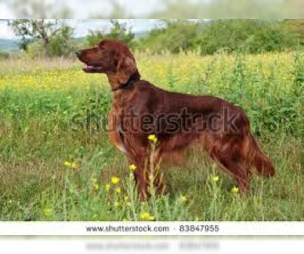Medium Photo #4 Gordon Setter Dog Breed