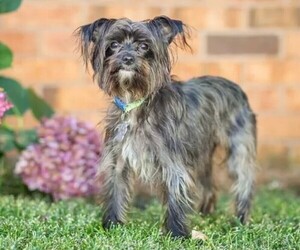 Malti-Pin puppies for sale and Malti-Pin dogs for adoption