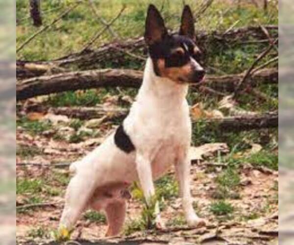 Medium Photo #5 Fox Terrier (Toy) Dog Breed