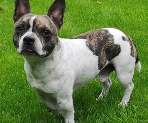 Maltese Bulldog puppies for sale and Maltese Bulldog dogs for adoption