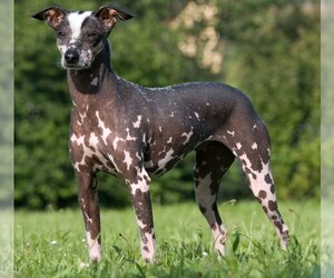 Image of Peruvian Inca Orchid breed