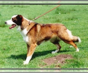 Image of Welsh Sheepdog breed