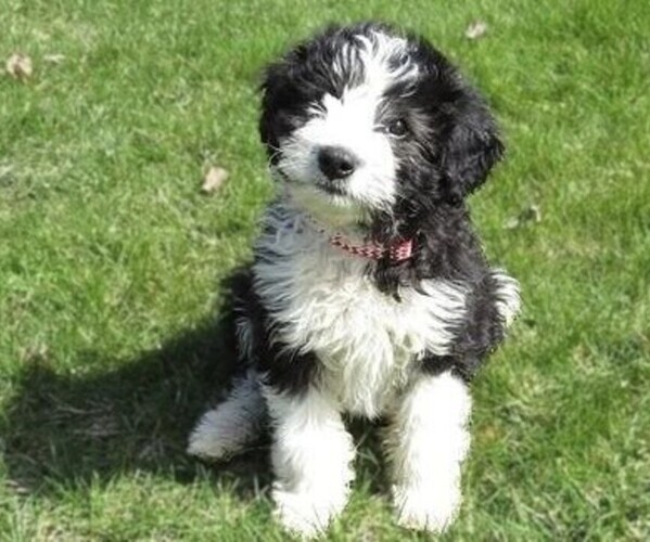 Medium Photo #1 Bordoodle (Miniature) Dog Breed