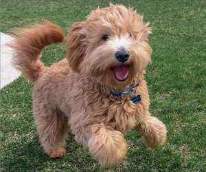 Image of Goldendoodle (Miniature) breed