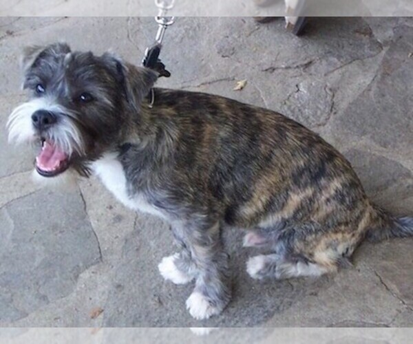 Medium Photo #1 Cairn Corgi Dog Breed