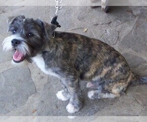 Cairn Corgi puppies for sale and Cairn Corgi dogs for adoption